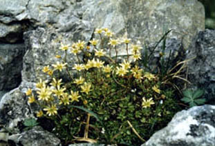 Saxifraga exarata ssp moschata